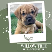 Photo of Trigga