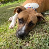 Photo of Coral Imp 1713