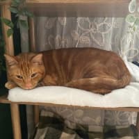 Photo of 10970   Simba