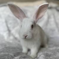 Photo of Squash (Bonded To Leek)