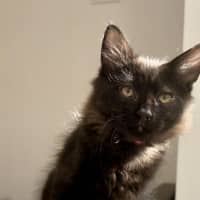 Photo of Huckleberry