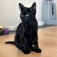 Photo of Salem