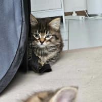 Photo of Poppy