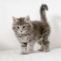 Photo of Truffle