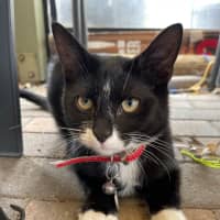 Photo of Foxy Socks Buu