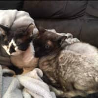 Photo of Diesel & Maggie