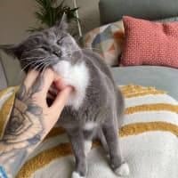 Photo of 🎀🪿Goose🪿🎀