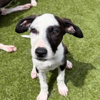 Photo of D1277 Penny