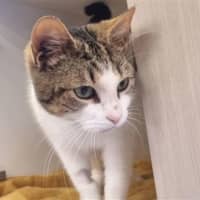 Photo of Pearl