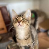 Photo of Stegosaurus