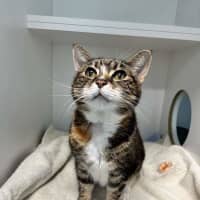 Photo of Pickles