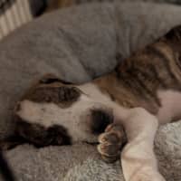 Photo of Rip