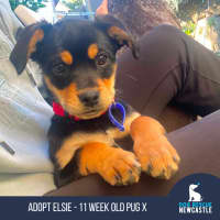 Photo of Elsie   11 Week Old Pug X Cavalier X Kelpie