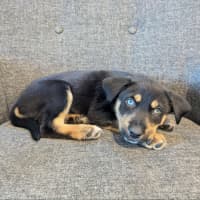 Photo of Frank   3 Month Old Husky X