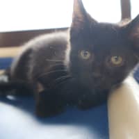Photo of Zorro