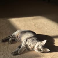 Photo of Cleo