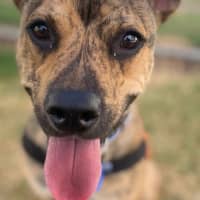 Photo of Gunner 