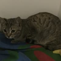 Photo of Sienna