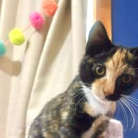 Photo of Clementine 🍊