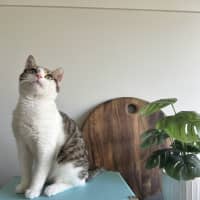 Photo of Smidge