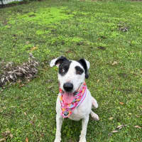 Photo of Bella *$150 Adoption Fee*