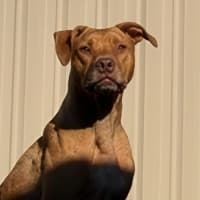 Photo of Boof   4 Year Old Staffy X