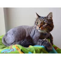 Photo of 11113   Malcolm