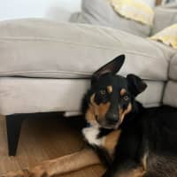Photo of Draco   3 Year Old Kelpie X Koolie