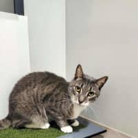 Photo of Grey