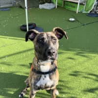 Photo of Indie