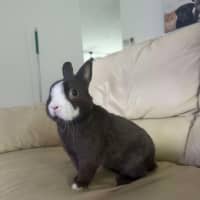 Photo of Biscoff / Biscuit