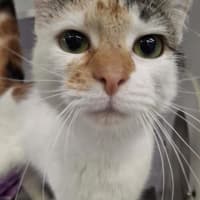 Photo of Princess 