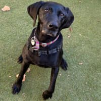 Photo of Olive