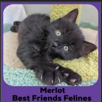 Photo of Merlot 