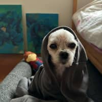 Photo of Fran Drescher