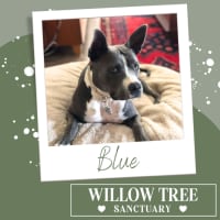 Photo of Blue