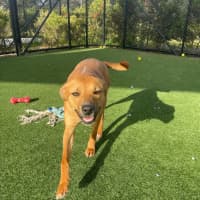 Photo of Peach Imp 1711