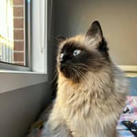 Photo of Bella