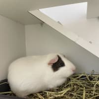 Photo of Oreo (Bonded To Sparky)