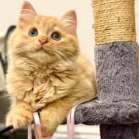 Photo of Kayak & Canoe