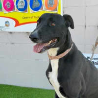 Photo of Maizy