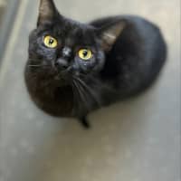 Photo of Cova