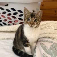 Photo of Frayeno **2nd Chance Cat Rescue**