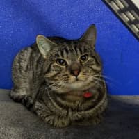 Photo of Rufus