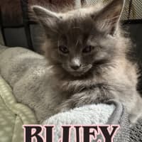 Photo of Bluey