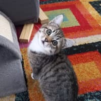 Photo of Zuma (With Flash)