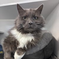 Photo of Lord Biscuit I I I