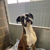 Photo of Rosie And Duke