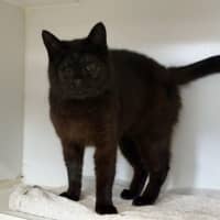 Photo of Midnight