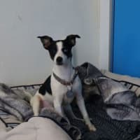 Photo of Lucy